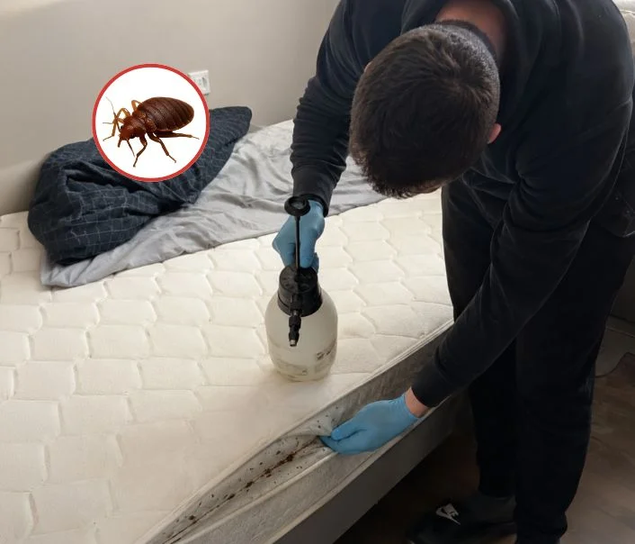 Technicien traitant un matelas contre les punaises de lit à Boissy-la-Rivière
